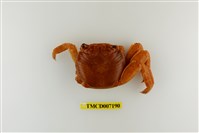 藏品(白紋方蟹)的圖片